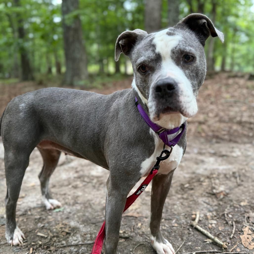 Enlarge Marley, a Adoptable Pit Bull Terrier in Troy, VA image 5/6