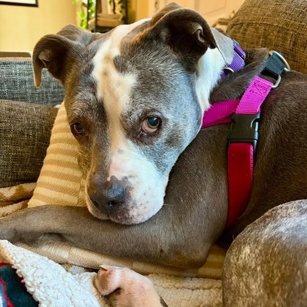 Enlarge Marley, a Adoptable Pit Bull Terrier in Troy, VA image 6/6