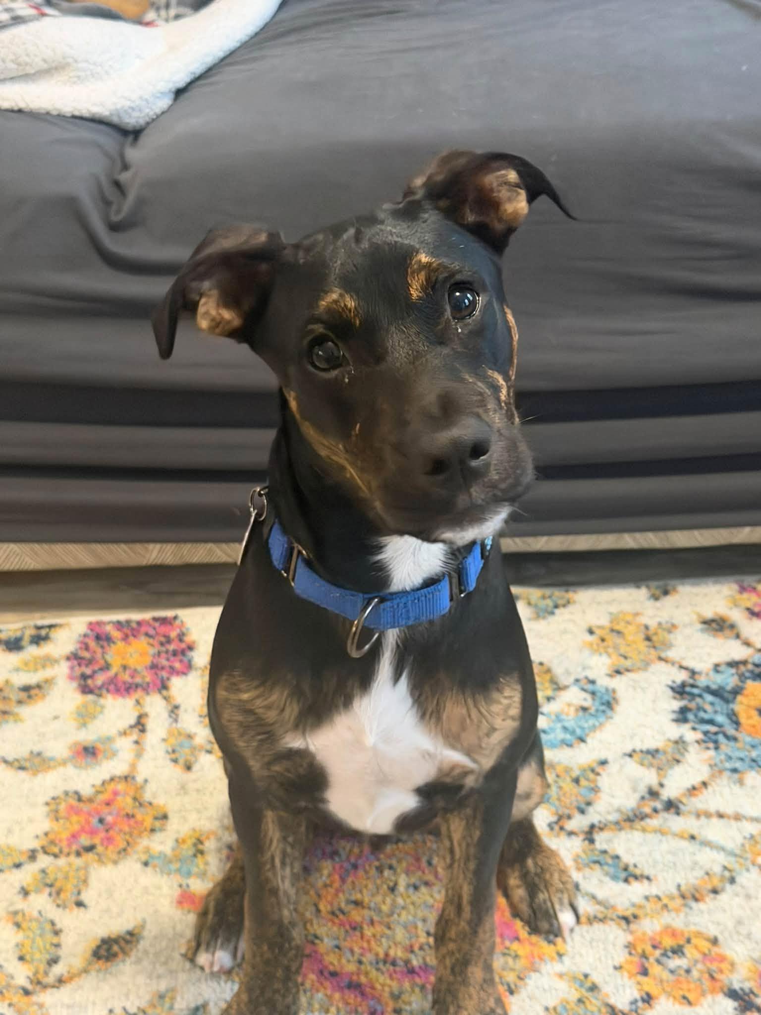 Franklin HERE IN NH, Adoptable, Puppy Male Mixed Breed.