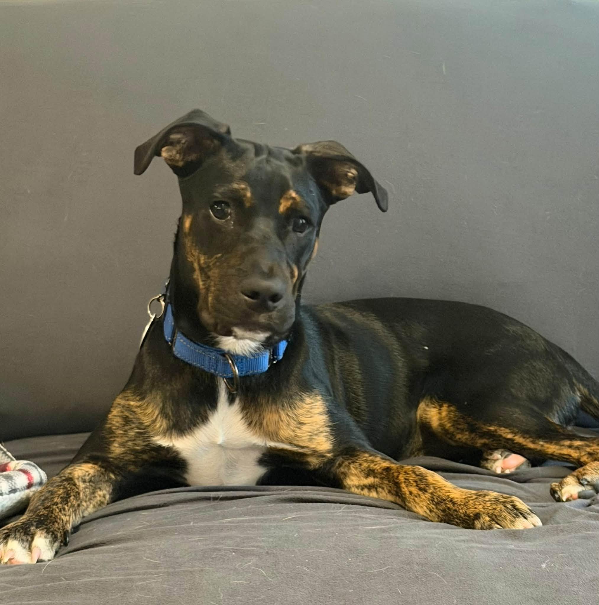 Enlarge Franklin HERE IN NH, a Adoptable Mixed Breed in Northwood, NH image 3/6