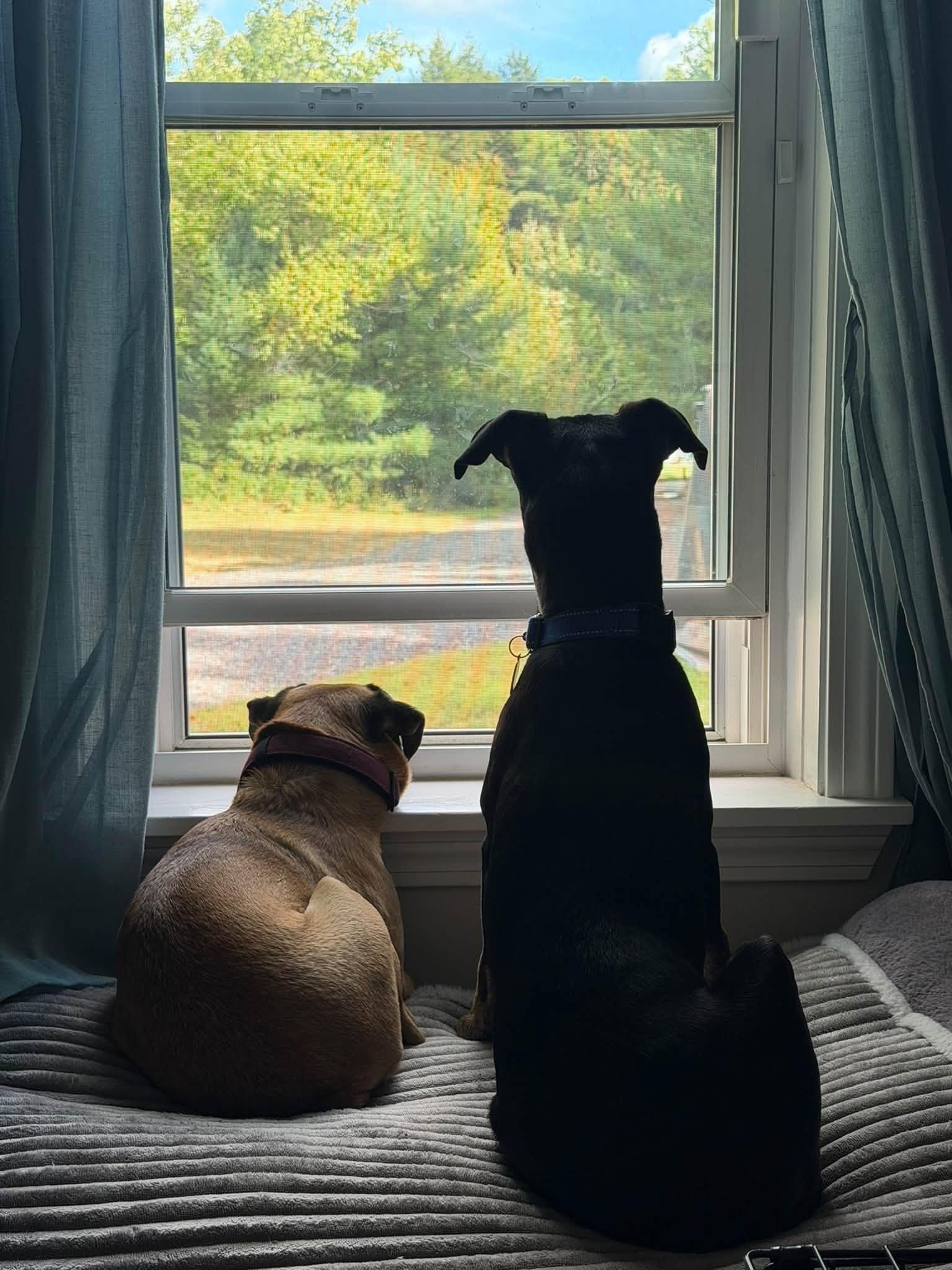 Enlarge Franklin HERE IN NH, a Adoptable Mixed Breed in Northwood, NH image 6/6