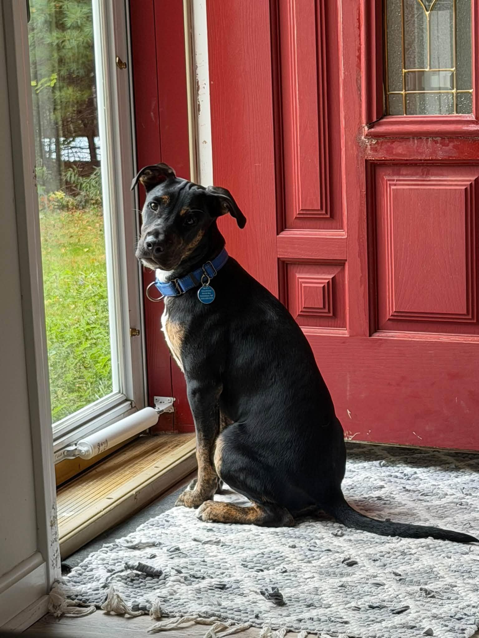 Enlarge Franklin HERE IN NH, a Adoptable Mixed Breed in Northwood, NH image 4/6