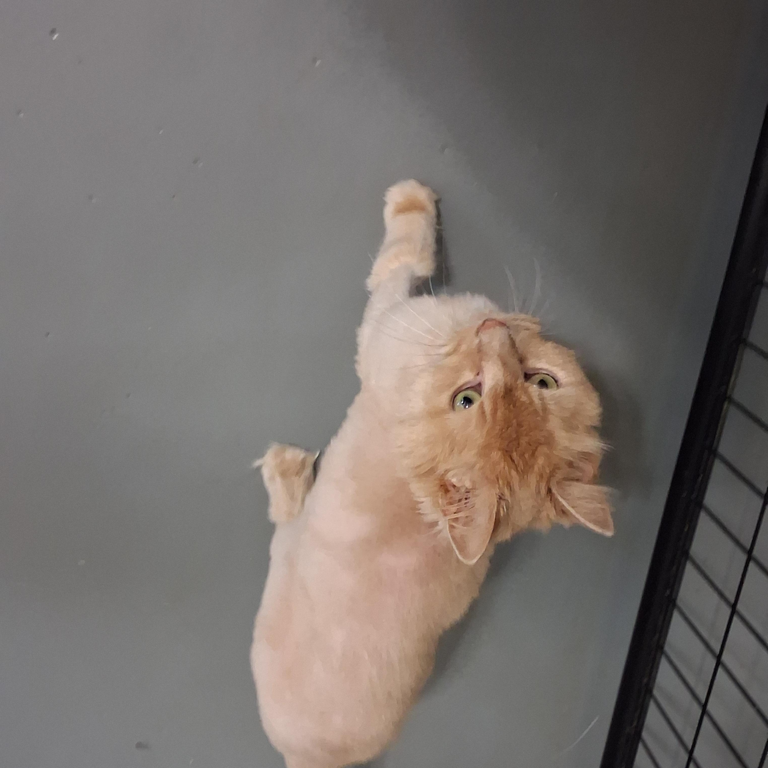Enlarge Clark, a Adoptable Domestic Long Hair in Iowa Falls, IA image 2/3