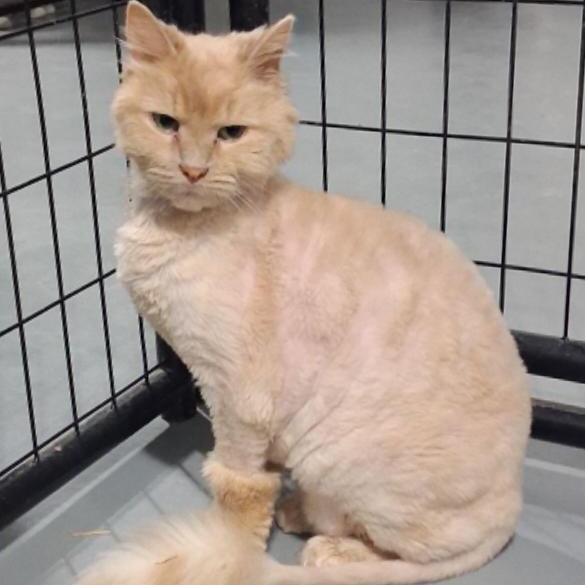 Clark, Adoptable, Adult Male Domestic Long Hair.