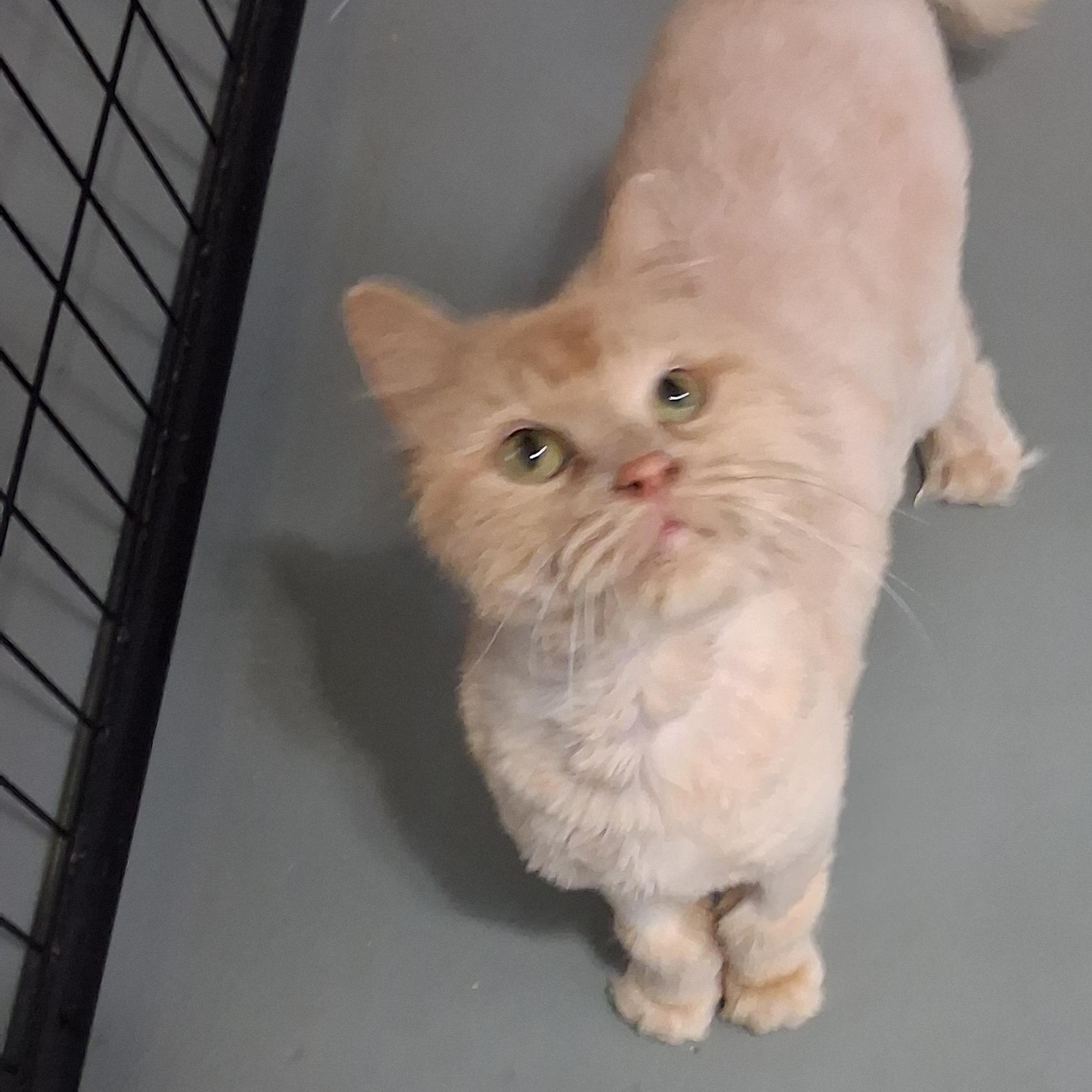 Enlarge Clark, a Adoptable Domestic Long Hair in Iowa Falls, IA image 3/3