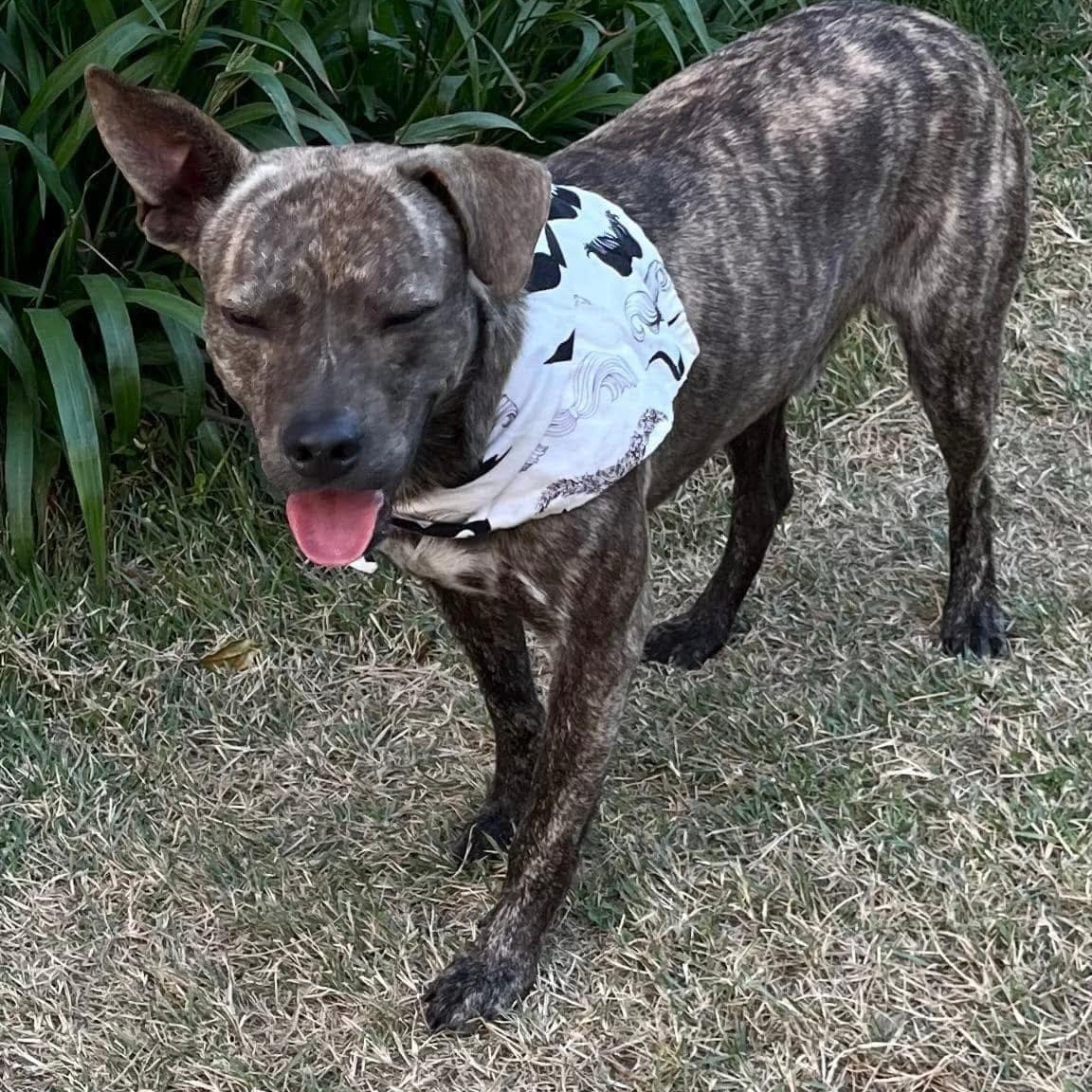 Enlarge Machito, a Adoptable mixed breed in Annapolis, MD image 1/4