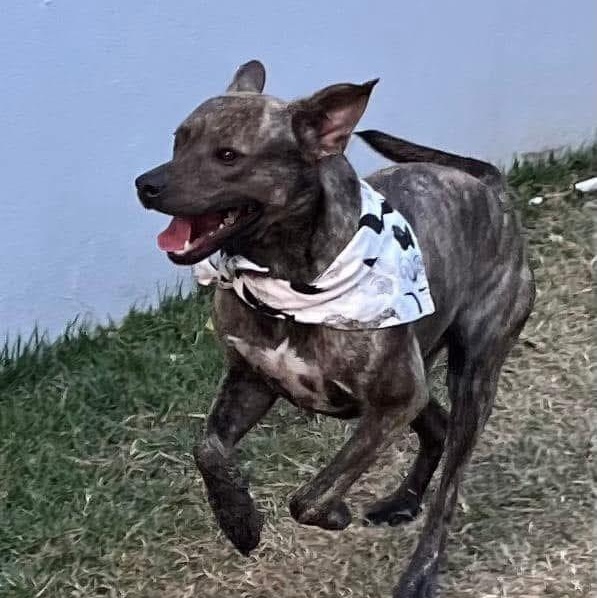 Enlarge Machito, a Adoptable mixed breed in Annapolis, MD image 2/4