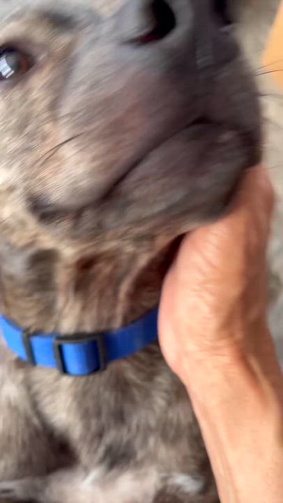 Enlarge Machito, a Adoptable mixed breed in Annapolis, MD video 4/4
