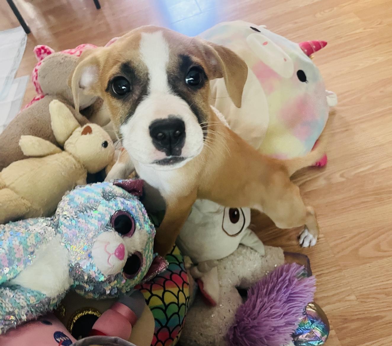 Ella, Adopted, Puppy Female Pit Bull Terrier & Boxer.