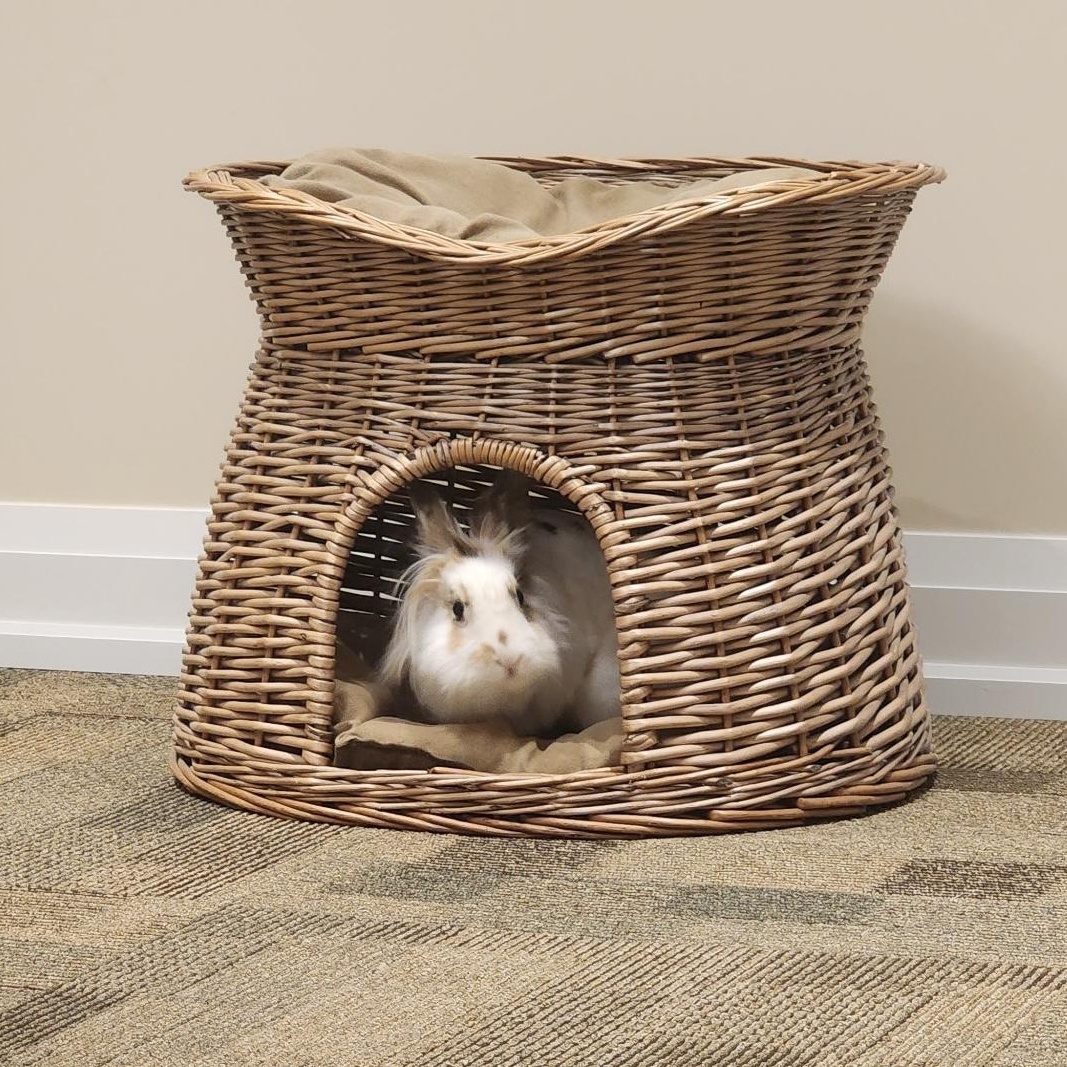 Enlarge Willow, a Adoptable Lionhead in Cambridge, ON image 6/6