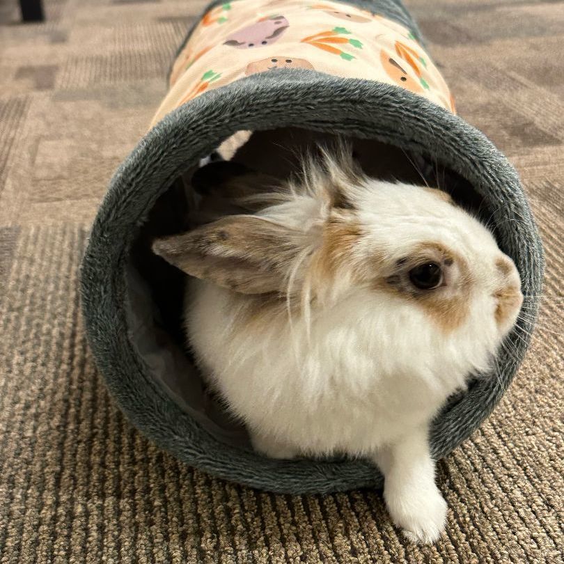 Willow, Adoptable, Young Female Lionhead.