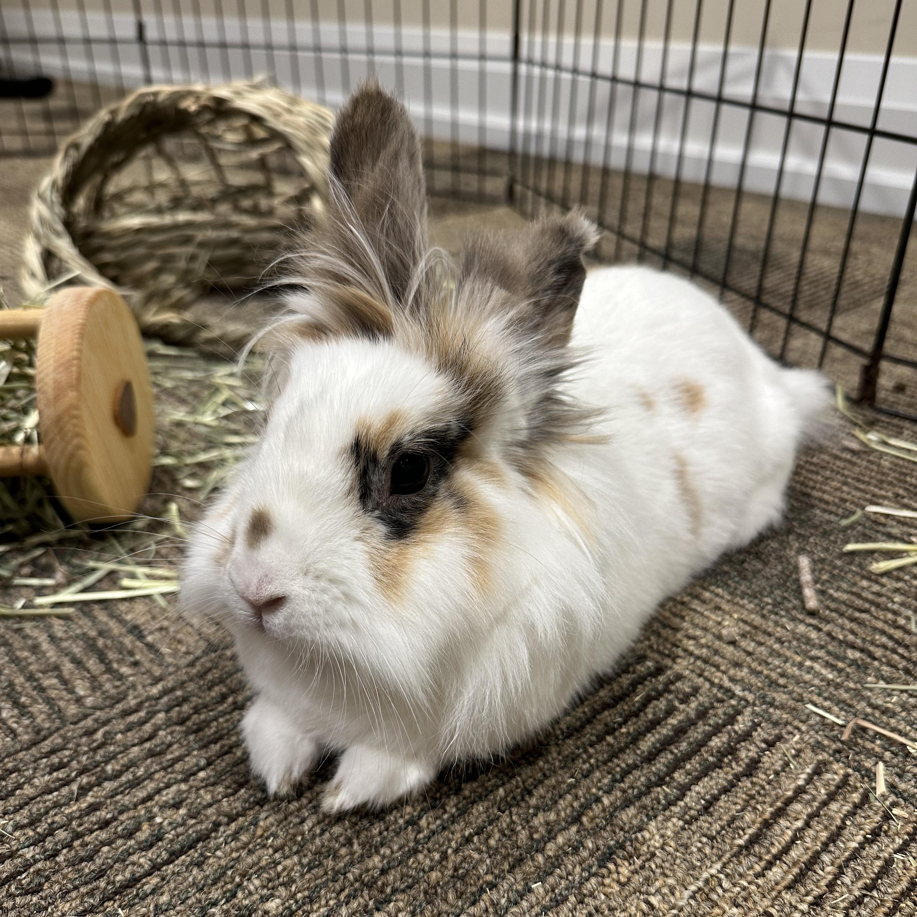 Enlarge Willow, a Adoptable Lionhead in Cambridge, ON image 2/6