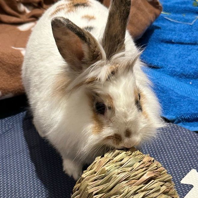 Willow, a Adoptable Lionhead in Cambridge, ON image 2/11