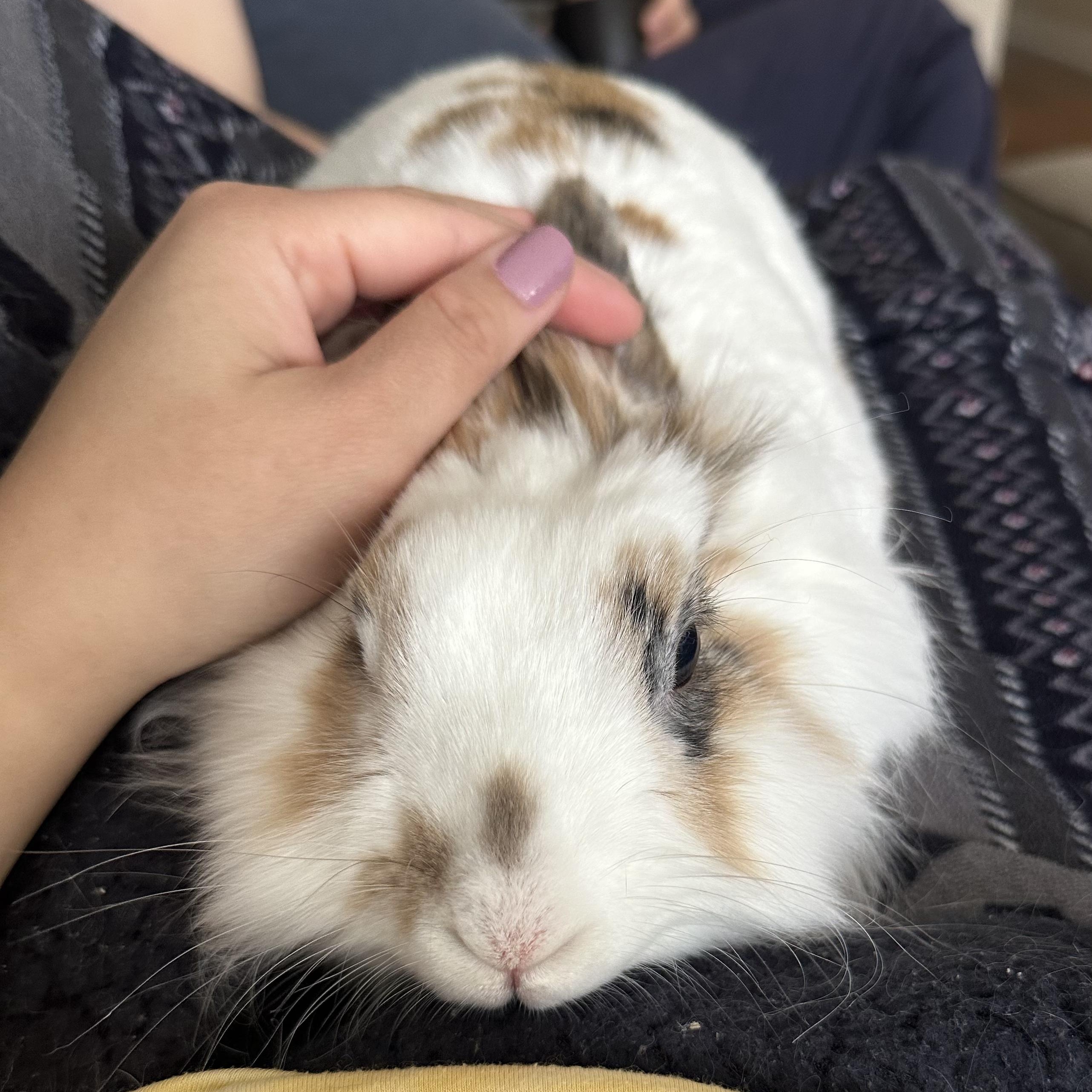 Enlarge Willow, a Adoptable Lionhead in Cambridge, ON image 3/6