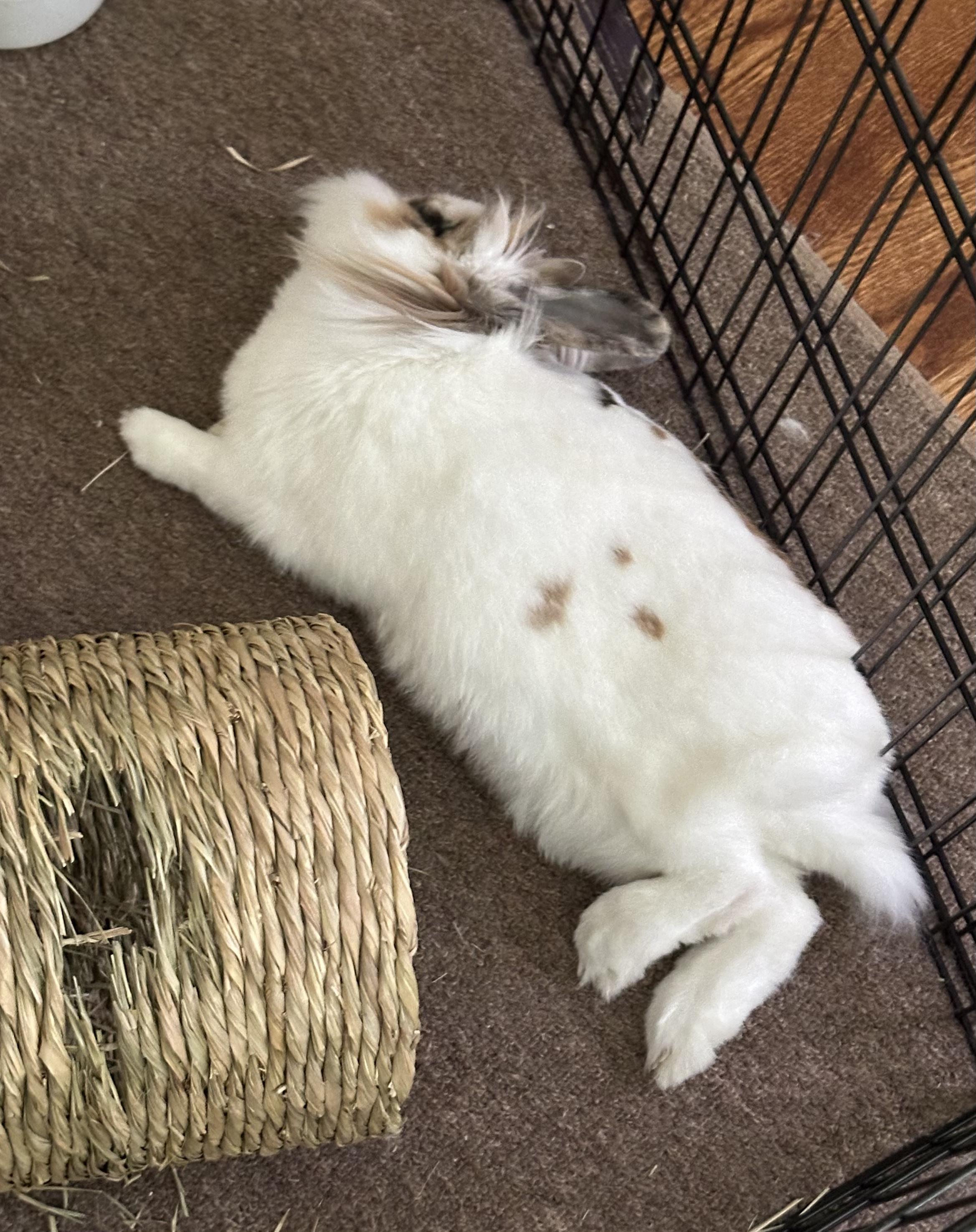 Enlarge Willow, a Adoptable Lionhead in Cambridge, ON image 4/6