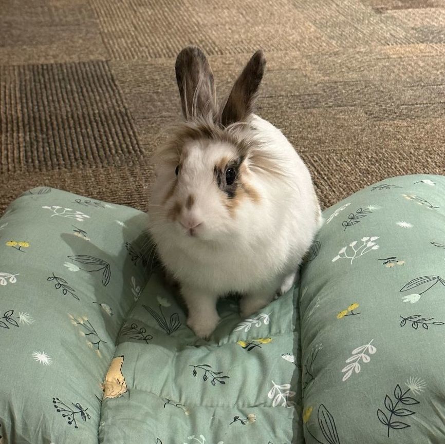 Willow, a Adoptable Lionhead in Cambridge, ON image 3/11