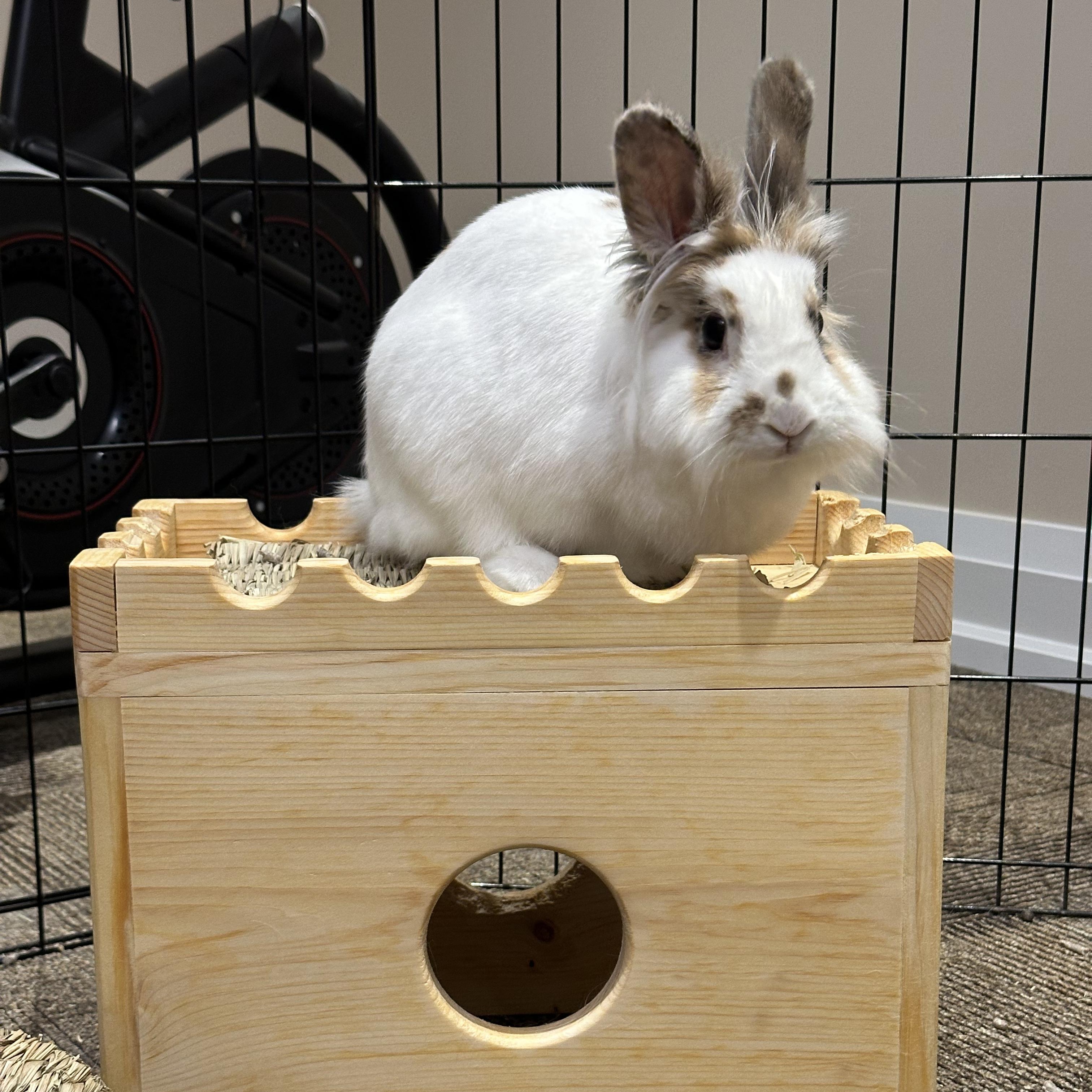 Enlarge Willow, a Adoptable Lionhead in Cambridge, ON image 5/6