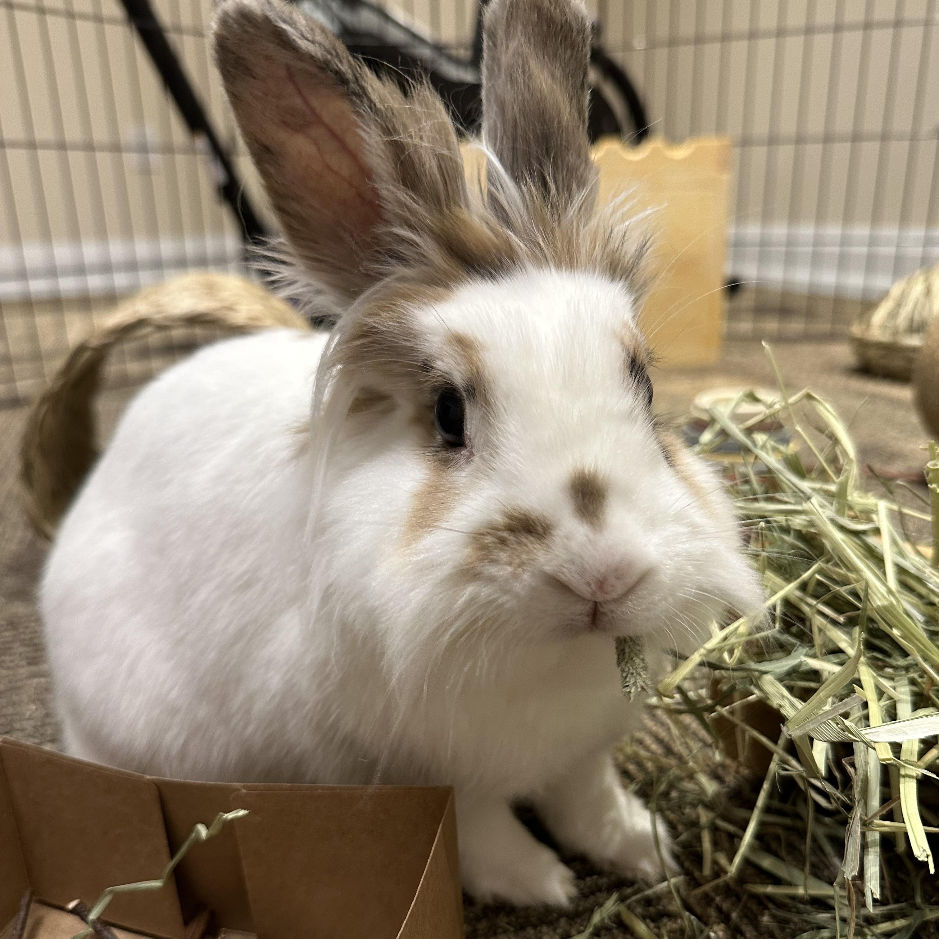 Willow, Adoptable, Adult Female Lionhead.