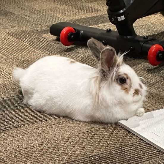 Willow, a Adoptable Lionhead in Cambridge, ON image 4/11
