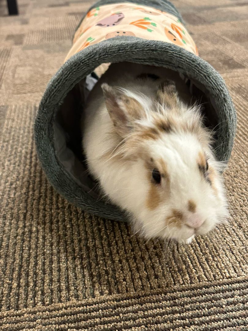 Willow, a Adoptable Lionhead in Cambridge, ON image 5/11