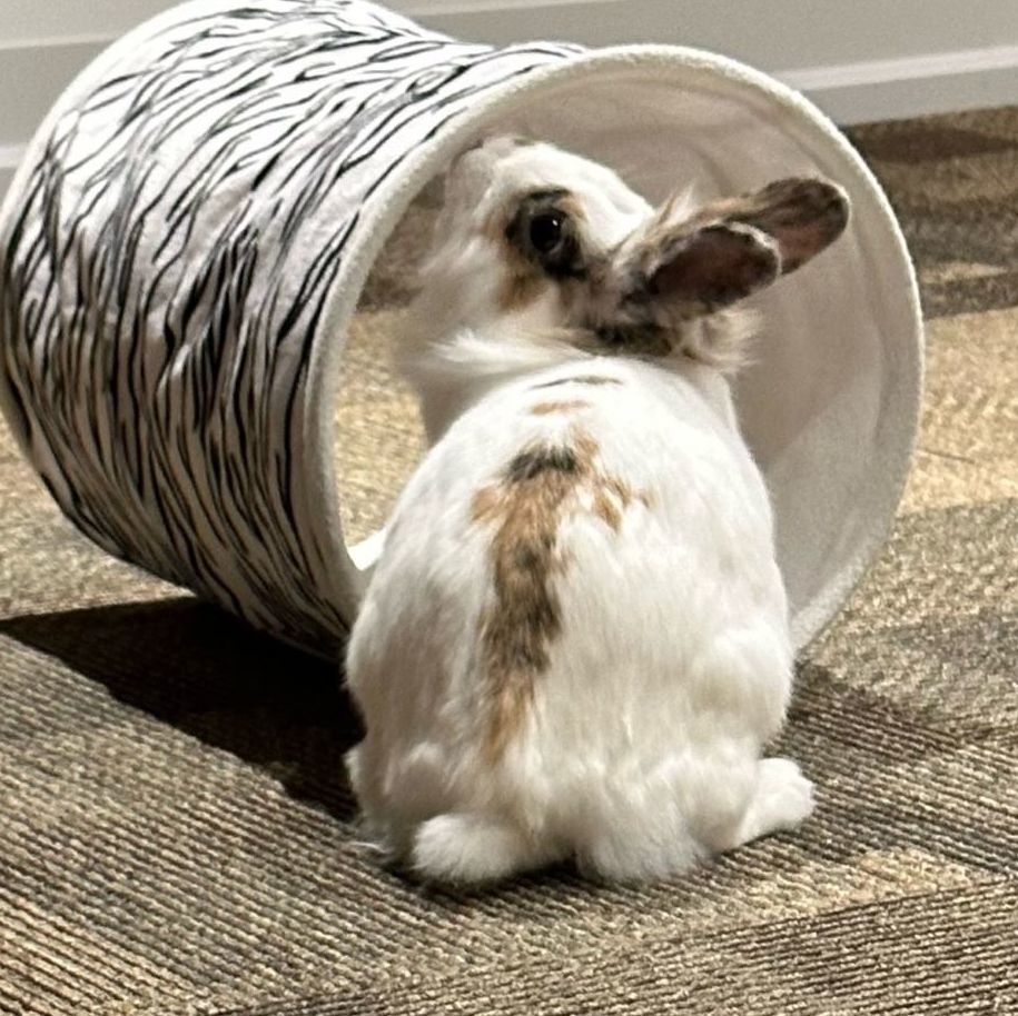 Willow, Adoptable, Young Female Lionhead.