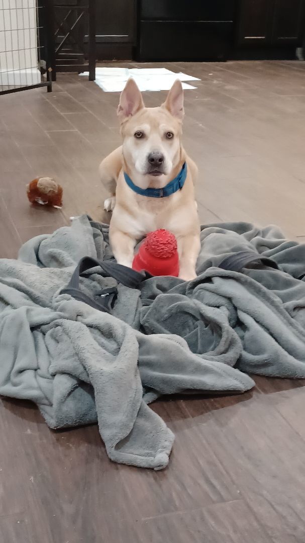 Smiley, Adopted, Adult Female Australian Cattle Dog / Blue Heeler & Carolina Dog.