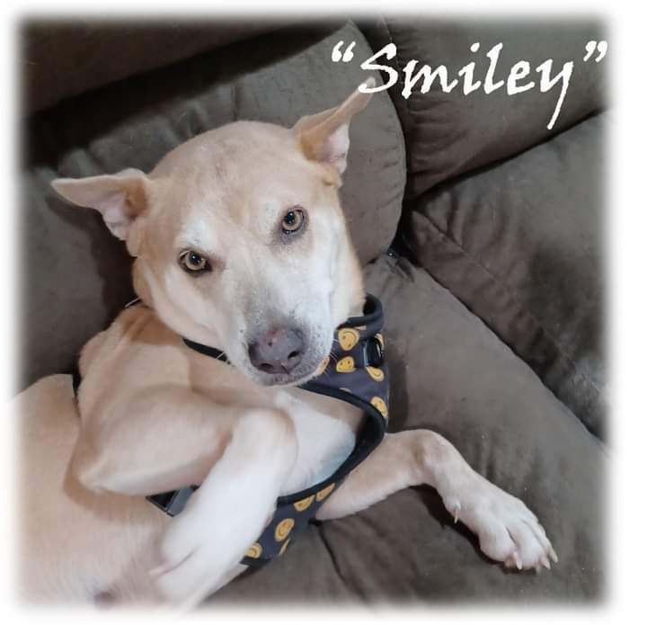 Enlarge Smiley, a Adopted mixed breed in PENSACOLA, FL image 3/3