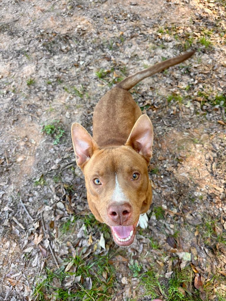 Enlarge Bullseye, a Adoptable Mixed Breed in Danielsville, GA image 1/4