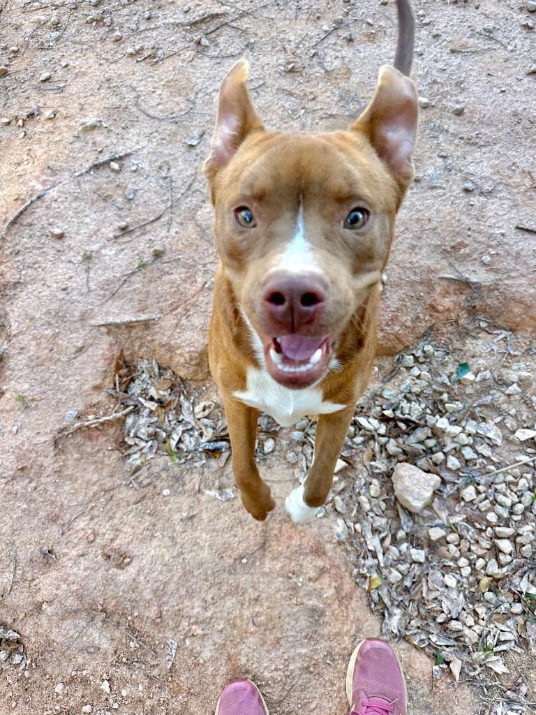 Enlarge Bullseye, a Adoptable Mixed Breed in Danielsville, GA image 2/4