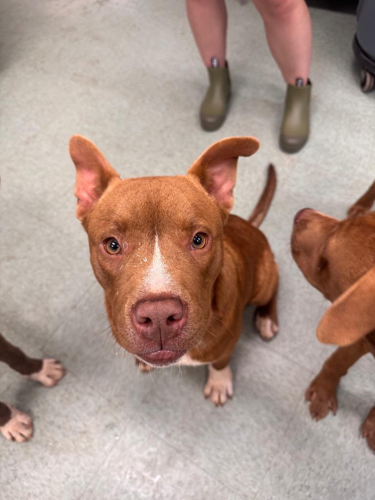 Enlarge Bullseye, a Adoptable Mixed Breed in Danielsville, GA image 3/4