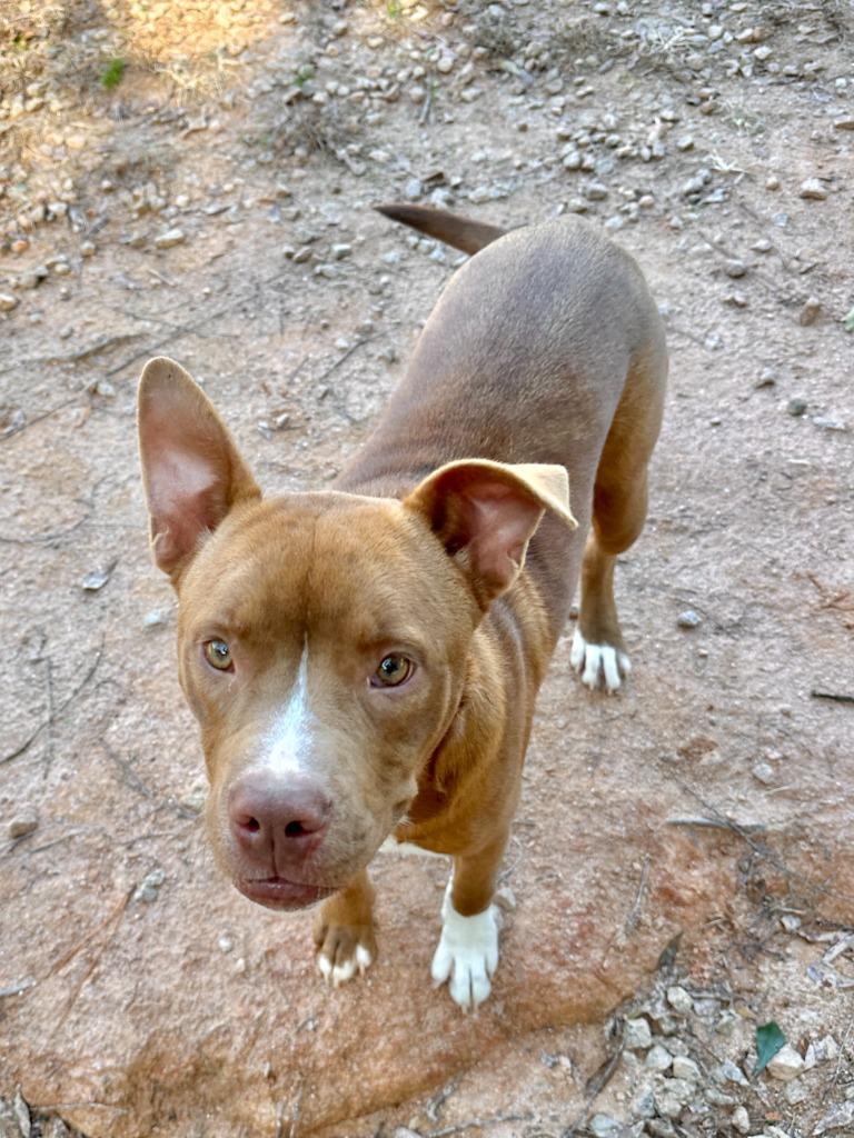 Enlarge Bullseye, a Adoptable Mixed Breed in Danielsville, GA image 4/4