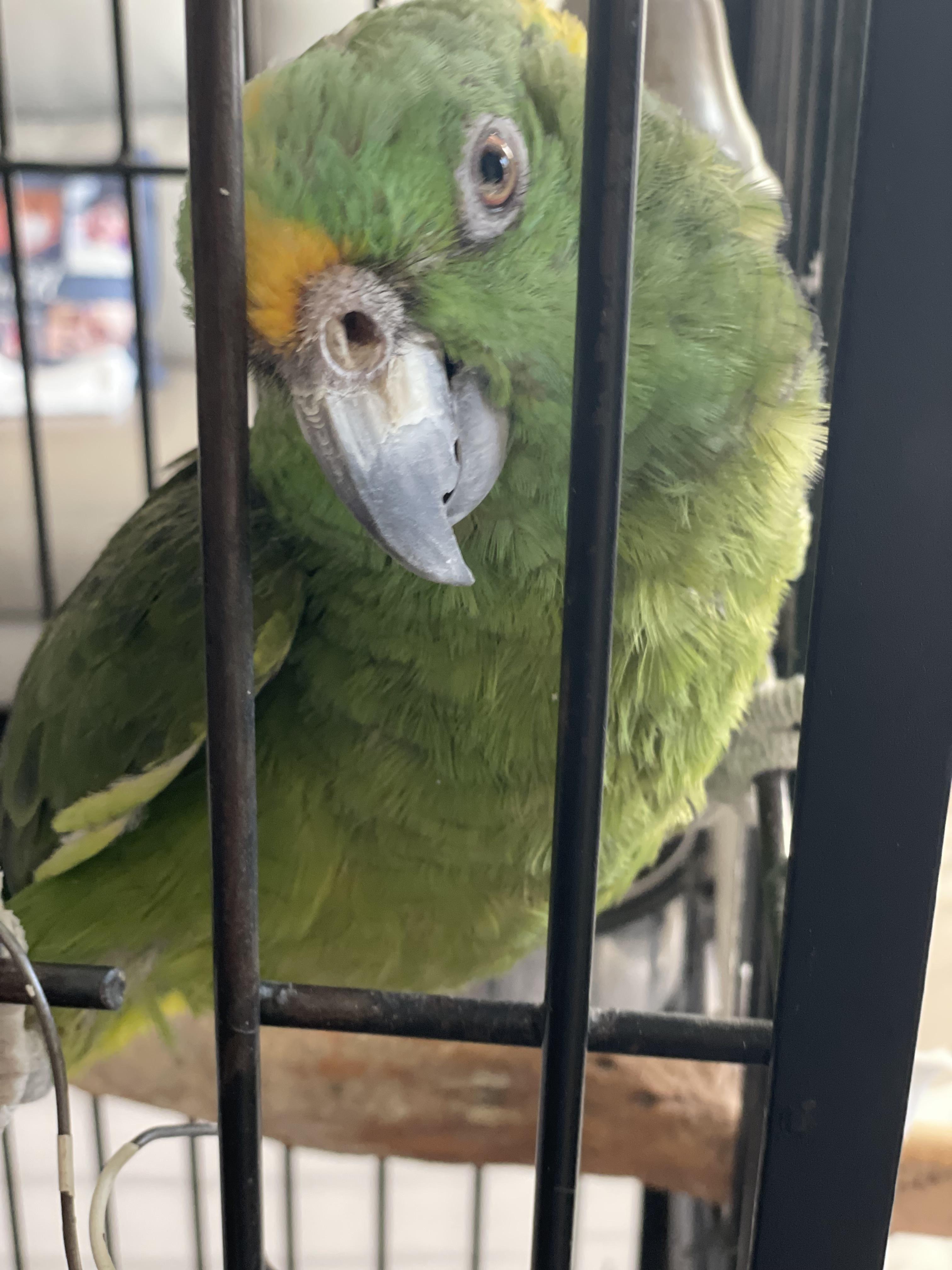 Billy Boy, a Adoptable Amazon in North Babylon, NY image 1/2