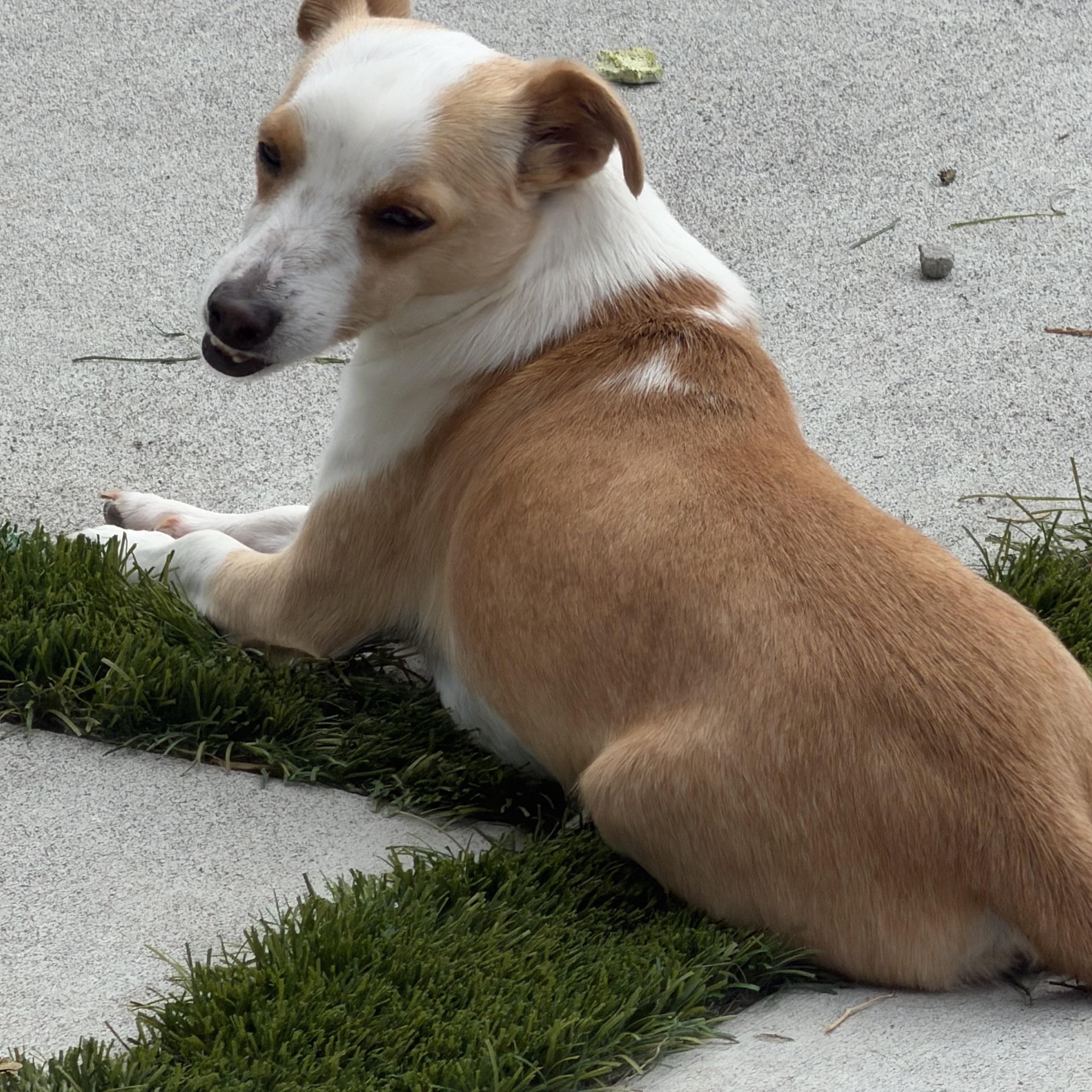 Enlarge Mr Wonderful CJ, a Adoptable mixed breed in Ridgefield, WA image 5/6