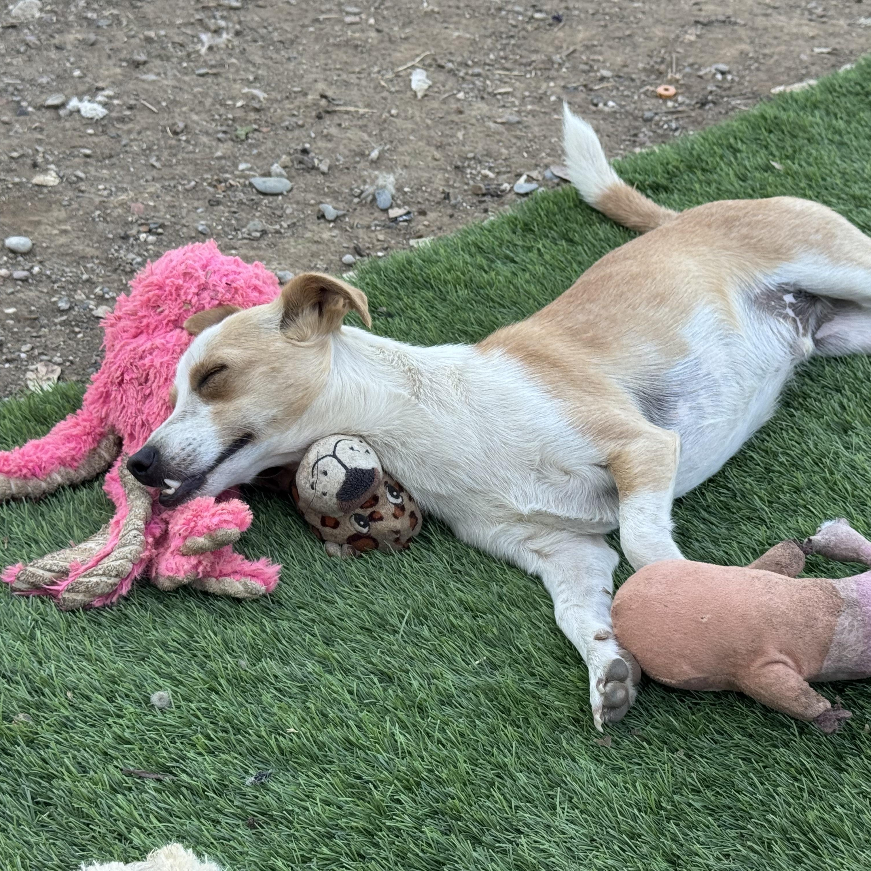 Enlarge Mr Wonderful CJ, a Adoptable mixed breed in Ridgefield, WA image 6/6