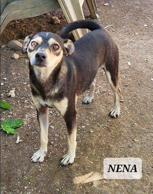 NENA - Sweetest girl dumped in mountains, an adopted Terrier Mix in Seattle, WA_image-1
