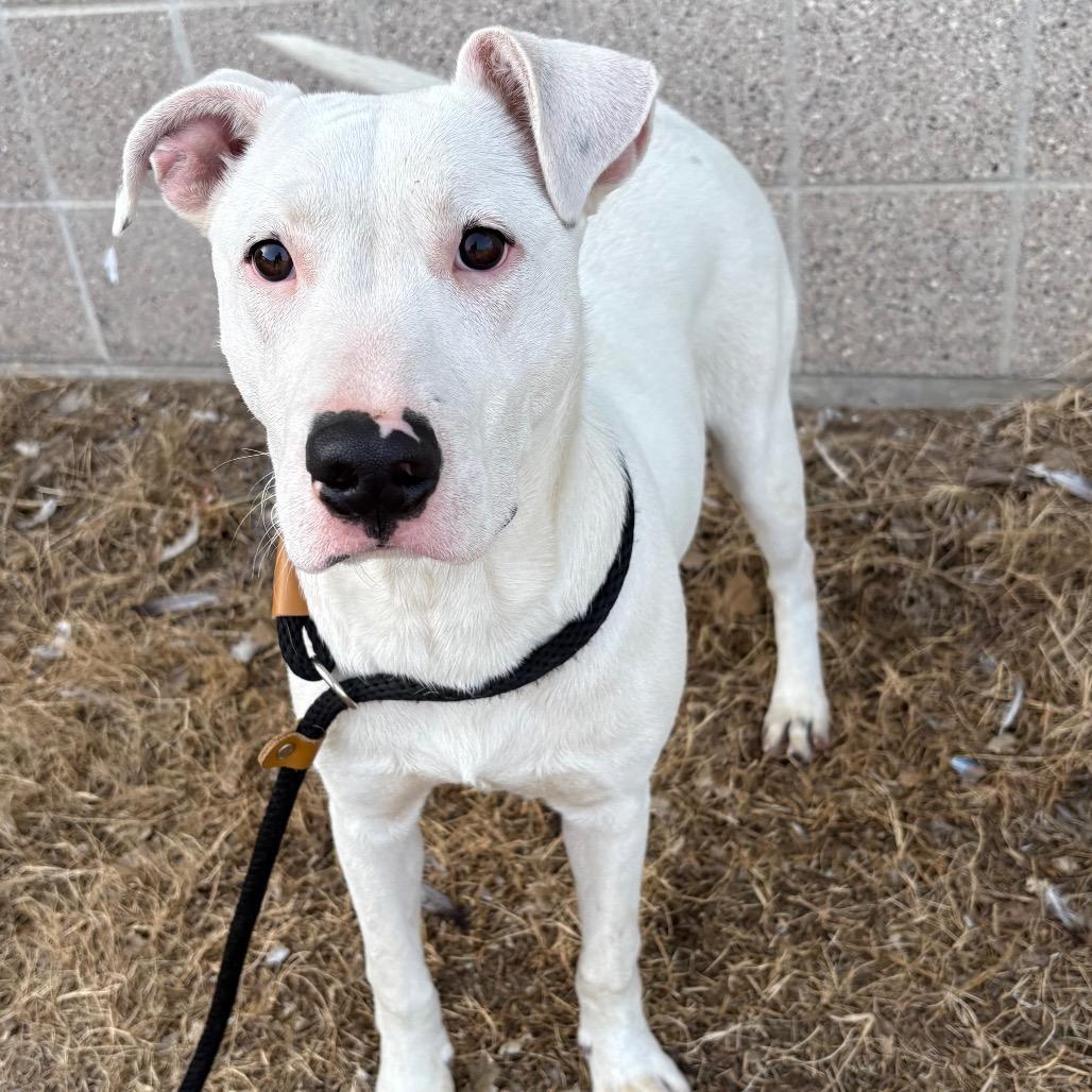 Jeff, Adoptable, Young Male Pit Bull Terrier.