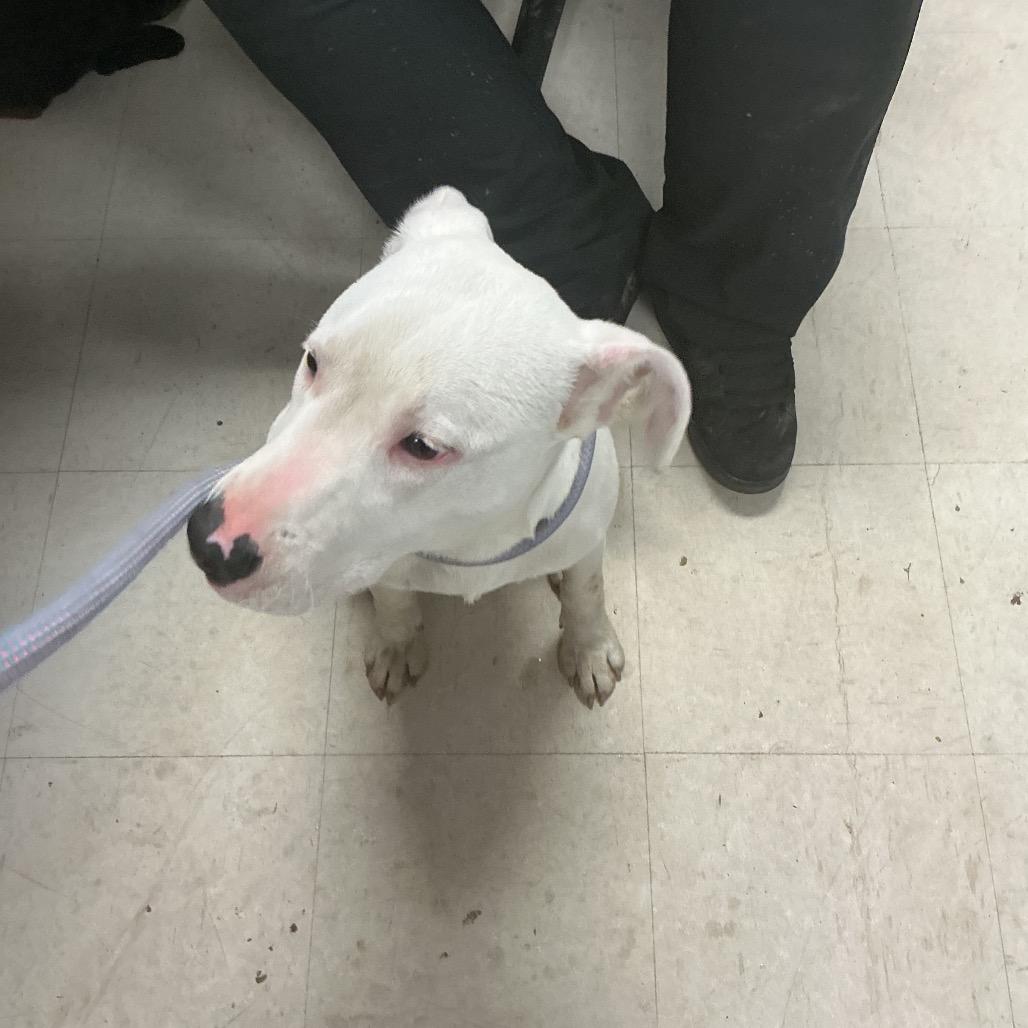 Jeff, a Adoptable Pit Bull Terrier in St Joseph, MO image 2/2
