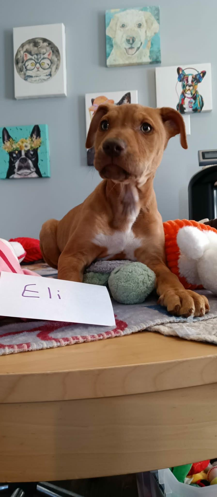 Eli, a Adoptable Mixed Breed in Kittery, ME image 3/4