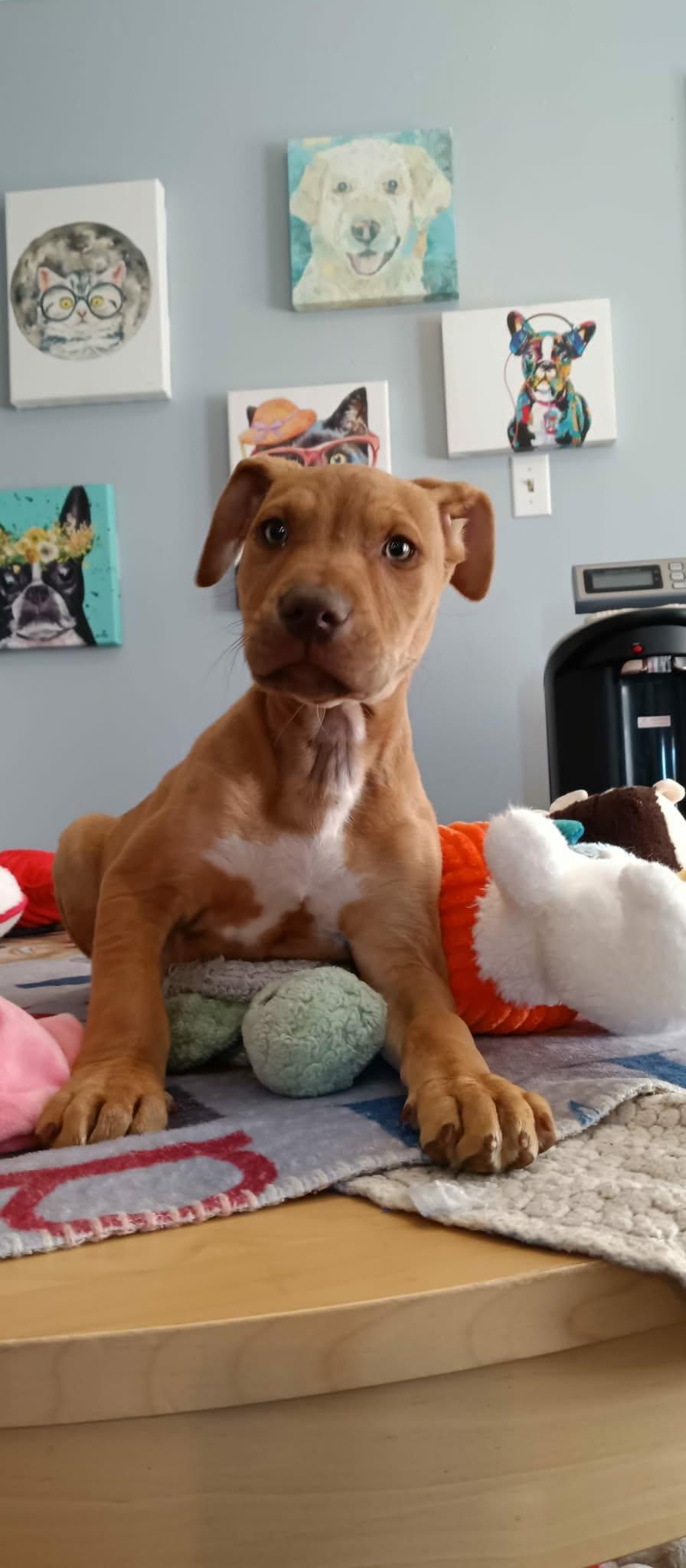 Eli, a Adoptable Mixed Breed in Kittery, ME image 2/4