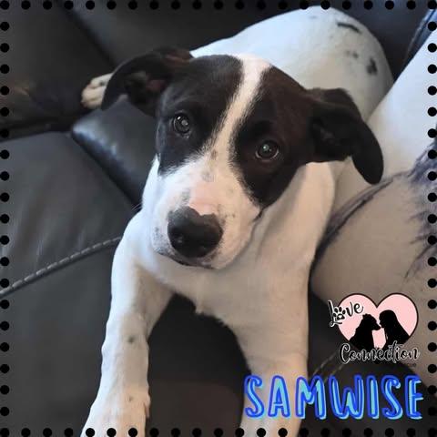 Samwise, ADOPTABLE, Puppy Male Labrador Retriever.