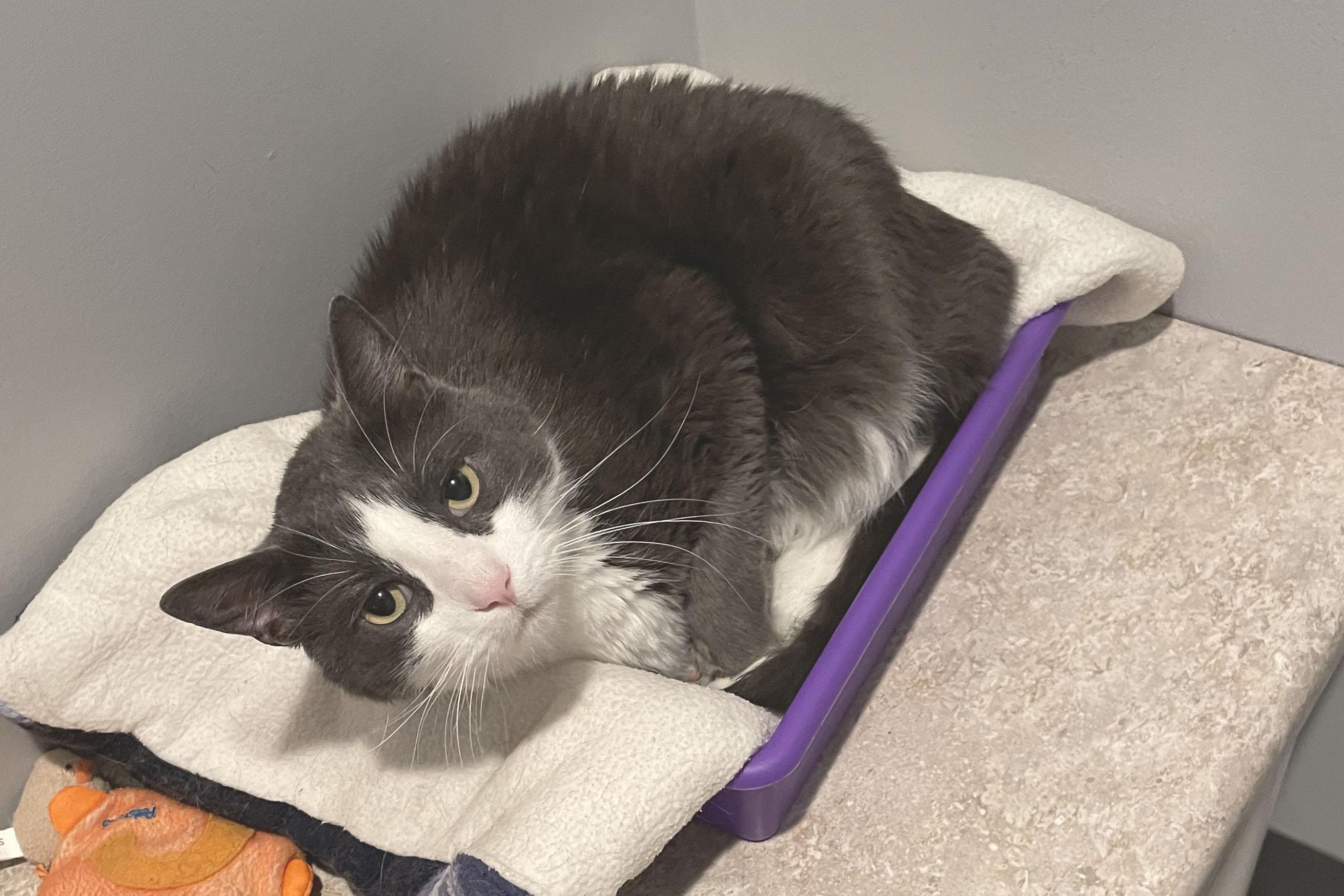 Lars, Adoptable, Adult Male Domestic Short Hair.