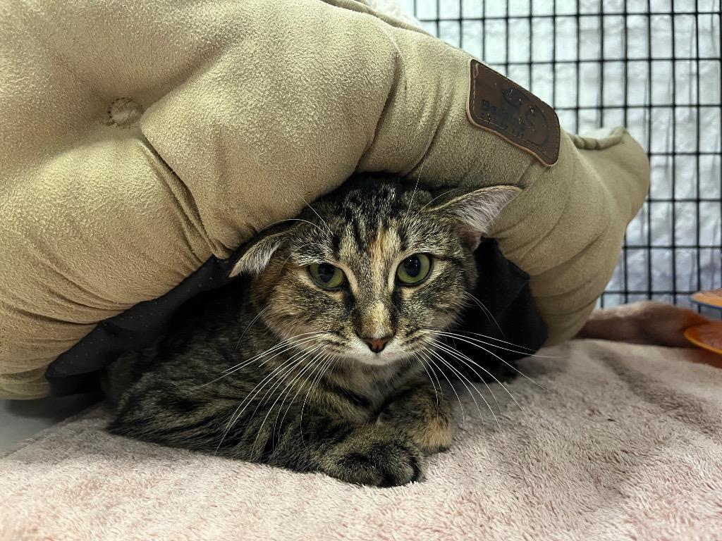 Enlarge Inoculation Loop, a Adoptable mixed breed in Raleigh, NC image 1/6