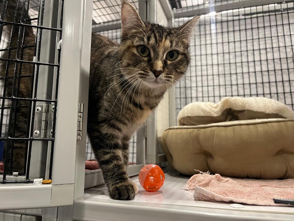 Enlarge Inoculation Loop, a Adoptable mixed breed in Raleigh, NC image 2/6