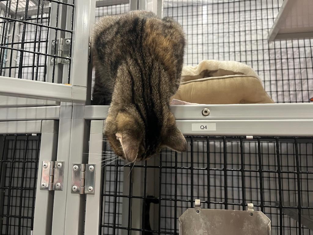 Enlarge Inoculation Loop, a Adoptable mixed breed in Raleigh, NC image 3/6