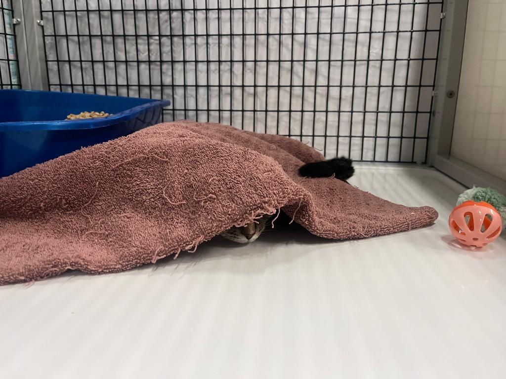 Enlarge Inoculation Loop, a Adoptable mixed breed in Raleigh, NC image 4/6