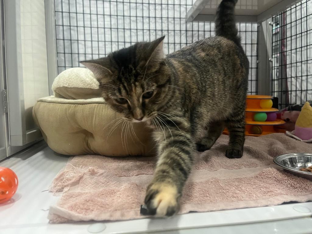 Enlarge Inoculation Loop, a Adoptable mixed breed in Raleigh, NC image 5/6