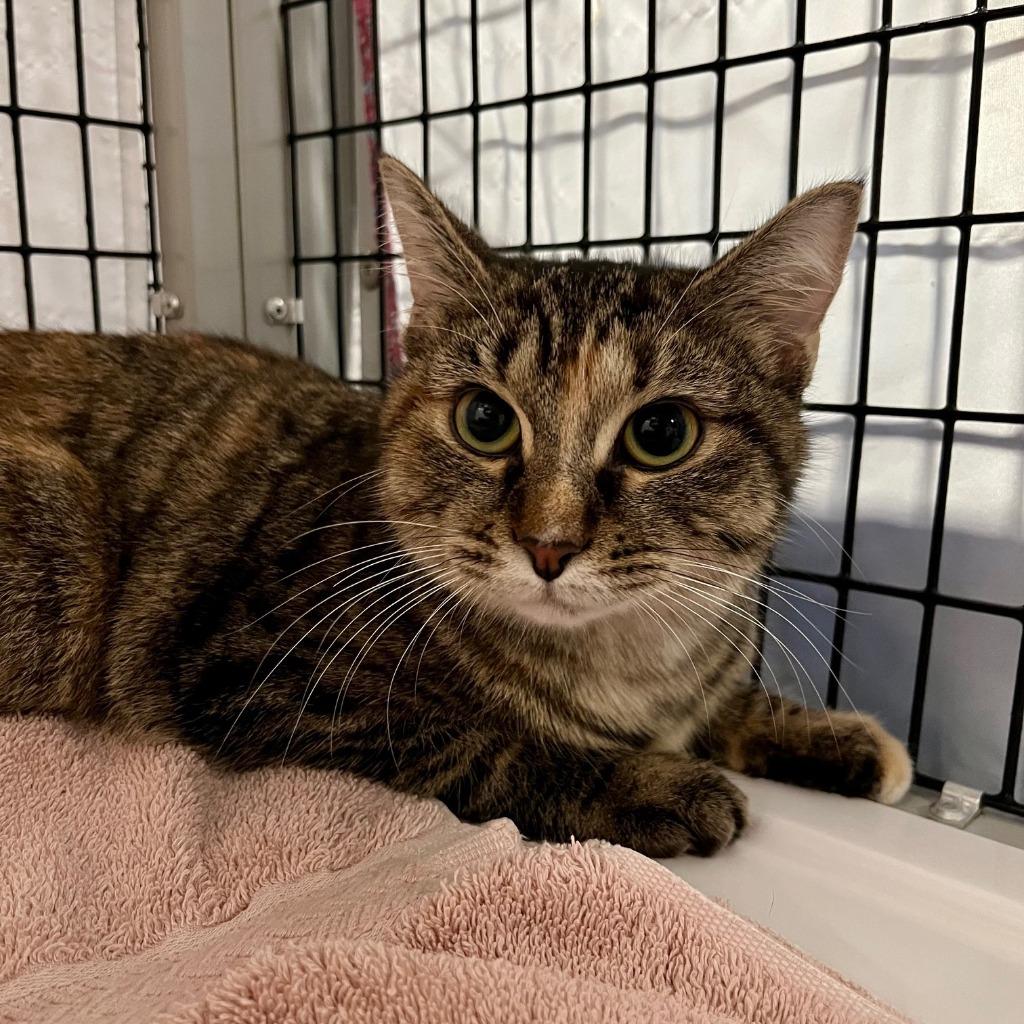 Inoculation Loop, Adoptable, Young Female Domestic Short Hair.