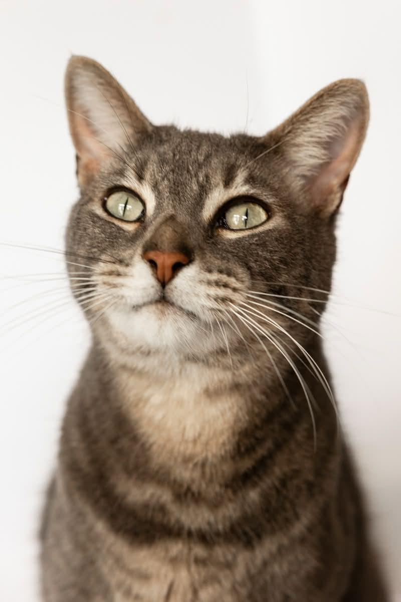 Enlarge ROLLIE, a Adoptable Domestic Short Hair in Rowland Heights, CA image 3/3