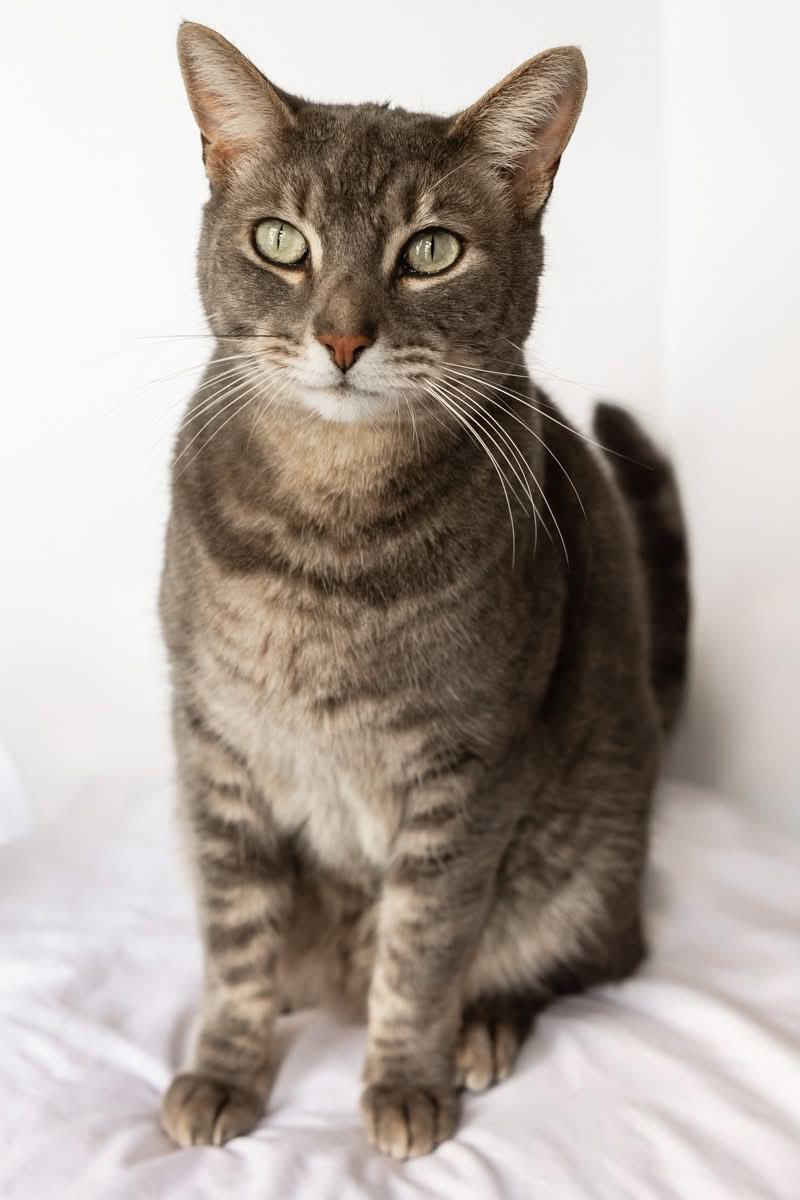 Enlarge ROLLIE, a Adoptable Domestic Short Hair in Rowland Heights, CA image 2/3