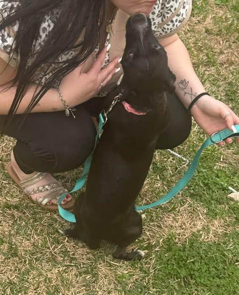 Enlarge Gidget, a Adoptable Chiweenie in Hagerstown, MD image 3/5